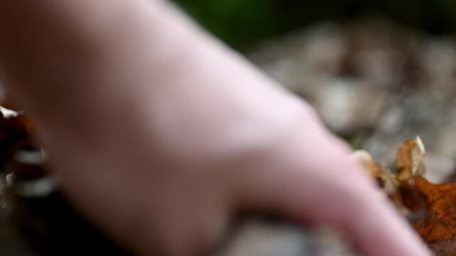 Hand brushing through dry leaves on the ground.