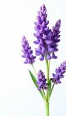 Obraz premium Vibrant lavender flower cluster, stark white backdrop Perfect for design , nature, fragrant, pastel