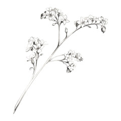 Fototapeta premium Forget-me-not myosotis flowers, bugloss blooming clusters on straight long stem. Hand drawn botanical plant illustration in pencil. Bachelorette event graphics, baby shower, engagement invitations