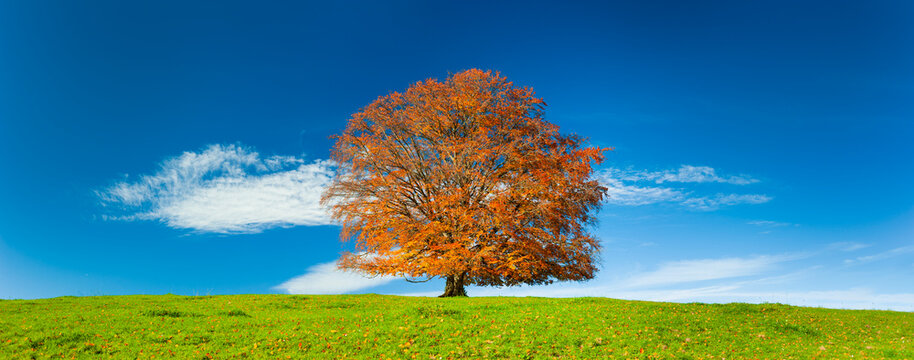 Eine Buche steht im Herbst als Einzelbaum auf einer Weide im Allg&auml;u