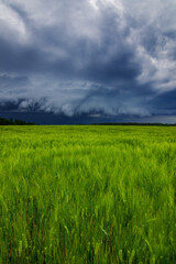 Obraz premium Storm clouds of thunderstorm over a field in Lithuania
