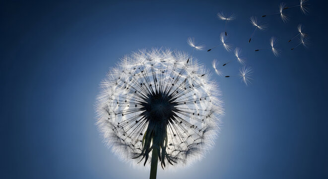 Close up dandelion seed head releasing fluffy white seeds against blue sky