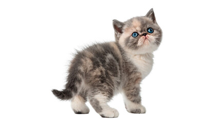 Obraz premium Cute kitten looks upward with bright blue eyes and fluffy fur in a studio setting during daytime isolated on transparent background cut out
