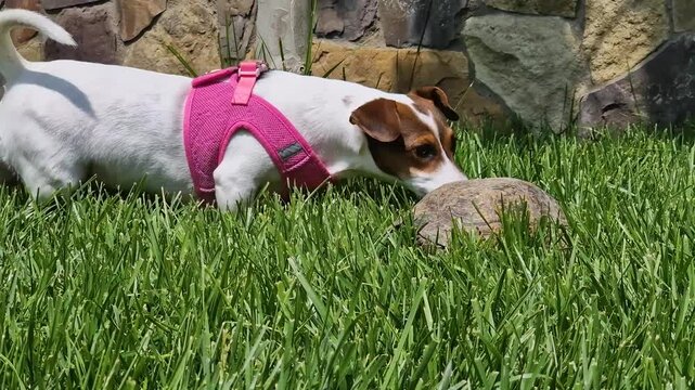 Jack Russell Terrier Playing with Turtle on Green Grass. A small white and brown Jack Russell Terrier barking at a turtle in a sunny garden. Funny domestic pets interaction outdoors