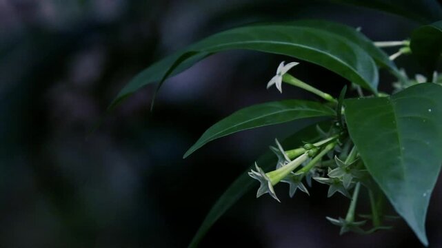 Close-up of night blooming jasmine cestrum nocturnum white flowers and green leaves in a garden