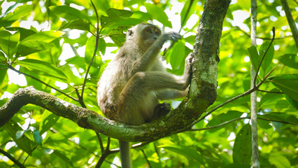 Fototapeta premium Long-tailed Macaque Sitting on Tree Branch in Lush Tropical Forest