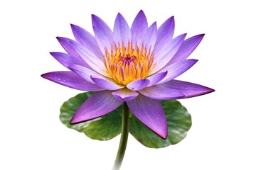 Obraz premium Graceful purple water lily flower on a plain white background