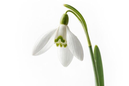 Close up of one snowdrop flower on an uncluttered white background