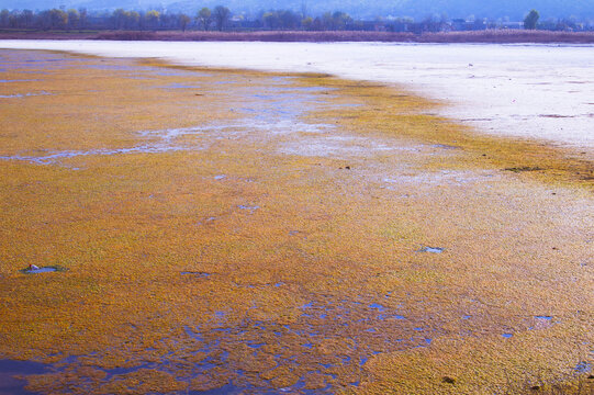 View of the lake's golden algae bloom contrasting with the clear water, creating a stunning tapestry of color and texture, Uchhali Lake, Pakistan.