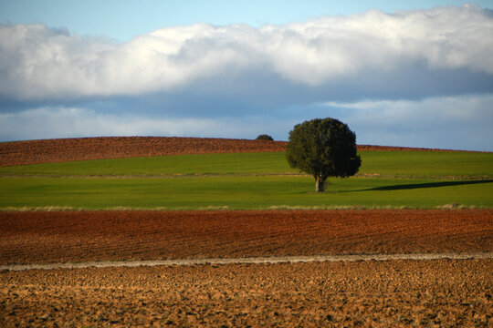 paisaje de primavera con arbol