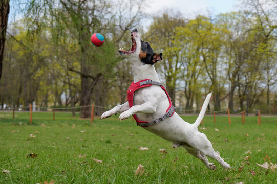 Energetic Jack Russell Terrier dog jumping and running fast on green grass in the park