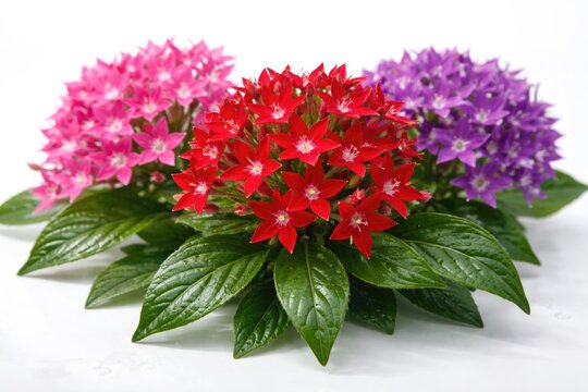 Brightly colored Pentas flowers showcased on a crisp white background