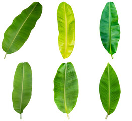 A vibrant collection of six fresh banana leaves in varying shades of green, isolated on a transparent background. © Xu