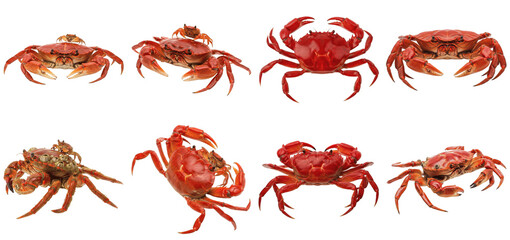 An extensive collection of various species of red and brown crabs in dynamic poses and orientations. © Xu