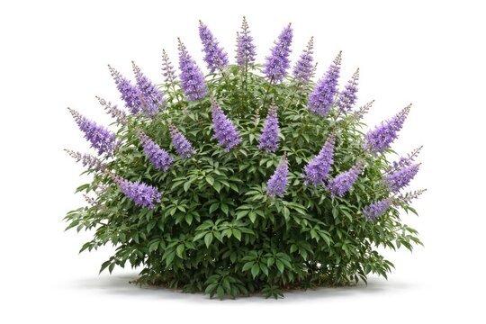 Decorative Vitex agnus castus shrub displaying colorful purple flowers and green leaves isolated on white