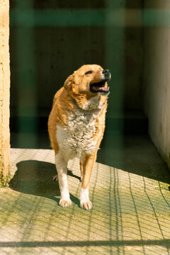A closeup photo of a brown stray dog's face behind the wire fence in an animal shelter, capturing its gentle eyes and hopeful expression while waiting for adoption