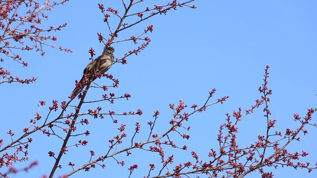 Brown-eared Bulbul Perching Then Flying Into Blue Sky