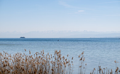 Naklejka premium Lake constance water with reeds and distant alps