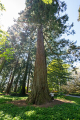 Fototapeta premium Child marveling at giant sequoia tree on mainau island