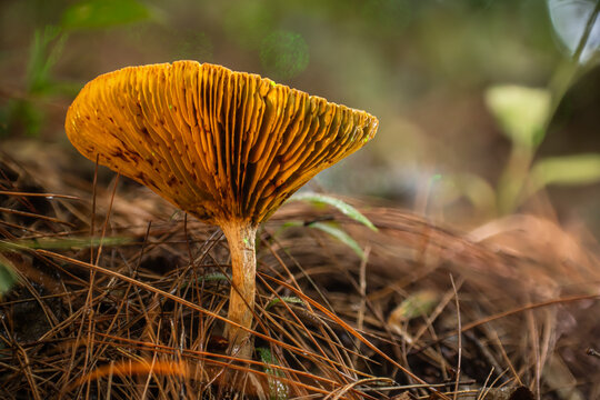 View of a solitary, luminous orange mushroom with intricate gills fanned out, rising from a textured carpet of dry pine needles, Kabupaten Soppeng, South Sulawesi, Indonesia.