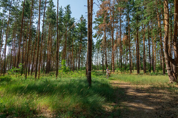 Obraz premium Dad rides his daughter in a bicycle seat in forest. A man carries a small child on a bicycle.