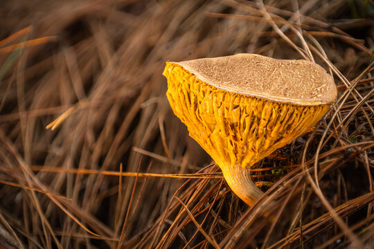 View of a vibrant yellow mushroom with a textured brown cap glowing with an earthy warmth, nestled amidst a carpet of dried pine needles, Kabupaten Soppeng, South Sulawesi, Indonesia.