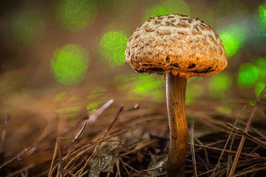 View of a textured brown mushroom rising from dry pine needles, softly lit against a magical backdrop of vibrant green bokeh, Kabupaten Soppeng, South Sulawesi, Indonesia.