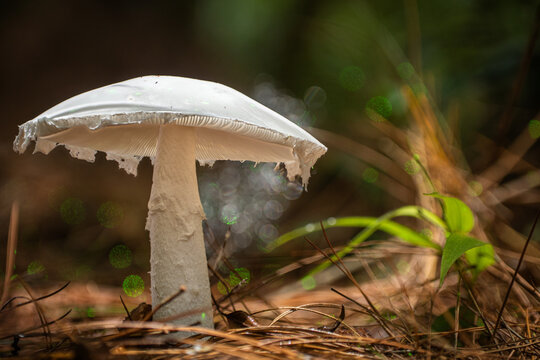 View of a striking white mushroom with a tattered cap on dark pine needles, bathed in soft forest light, Kabupaten Soppeng, South Sulawesi, Indonesia.