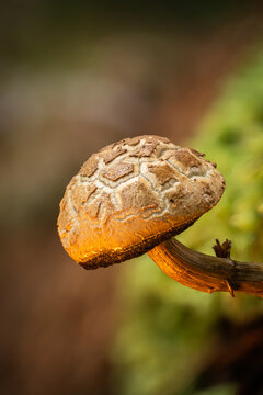 View of a solitary mushroom with a textured, scaly cap glowing with golden light against a soft, mossy backdrop, Kabupaten Soppeng, South Sulawesi, Indonesia.
