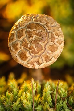 View of an exquisitely patterned mushroom cap rising from a velvet green moss carpet, bathed in a soft golden glow, Kabupaten Soppeng, South Sulawesi, Indonesia.