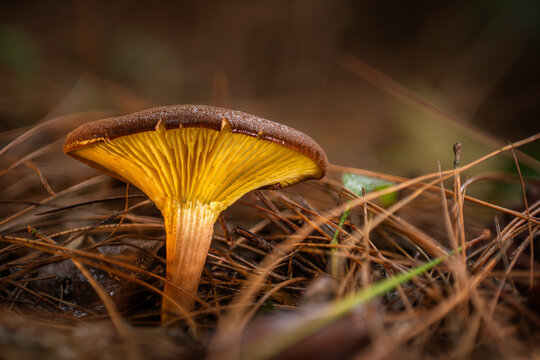 View of a brown-capped mushroom with bright yellow gills and stem, nestled in dry pine needles, Kabupaten Soppeng, South Sulawesi, Indonesia.