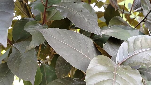 Purple leaf (Graptophyllum pictum), also known as handeuleum, is a tropical medicinal plant widely used in traditional herbal remedies. Its vibrant purple-green foliage is not only ornamental but also