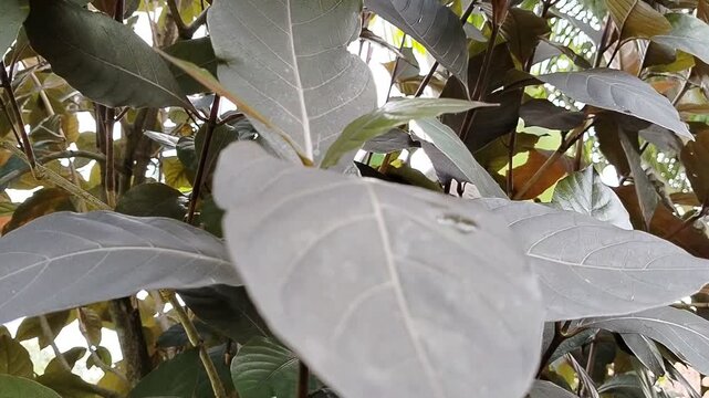 Purple leaf (Graptophyllum pictum), also known as handeuleum, is a tropical medicinal plant widely used in traditional herbal remedies. Its vibrant purple-green foliage is not only ornamental but also