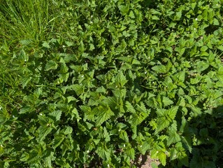 Obraz premium Brennnessel, Kräuter, Heilpflanze, Natur, Garten