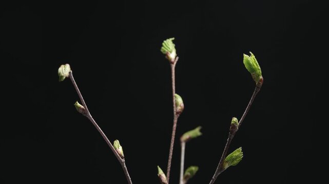 Birch tree branches budding green leaves in spring. Timelapse, 2 days
