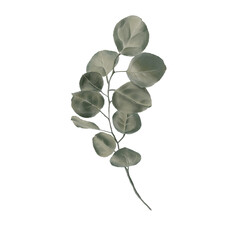 Obraz premium Full eucalyptus branch lush greenery realistic botanical element