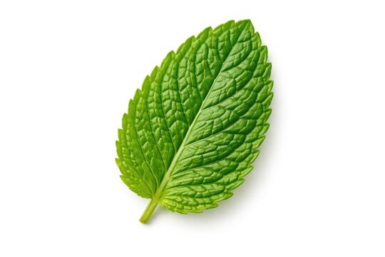 Crisp green mint leaf with complete depth of field on bright white backdrop including clipping path