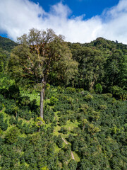 Fototapeta premium Dense coffee farm plantations sprawling across the green mountainsides of Boquete in Chiriqui, Panama, with a large tree rising prominently above the crop canopy under a blue sky - stock photo