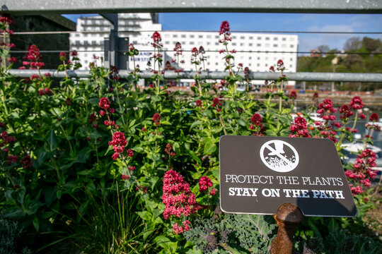 Red valerian (Centranthus ruber) wildflowers growing in a coastal setting beside a sign reading &ldquo;PROTECT THE PLANTS STAY ON THE PATH.&rdquo; The scene highlights natural coastal vegetation and environment