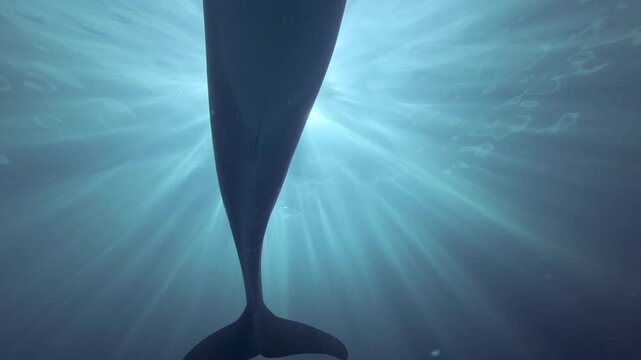 Bottom-up view of passing bottlenose dolphin illuminated by dancing sun rays, backlit by sunbeams. Close-up of dolphin swimming overhead framed by bright halo of sunshine. Dolphin in sun rays