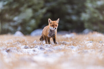 Fototapeta premium Cute Red Fox, Vulpes vulpes in fall forest. Beautiful animal in the nature habitat. Wildlife scene from the wild nature. Red fox running in orange autumn leaves