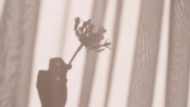 The girl holds a flower in her hand. Transparent soft light and shadow from from leaves of the peony on wall. Product presentation, mockup for advertising. High quality 4k footage