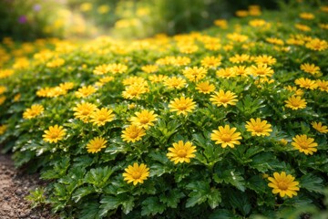 Fototapeta premium Low herbaceous plants Wedelia trilobata with vibrant yellow blooms in bright garden setting
