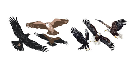 Fototapeta premium Vector art of birds of prey eagle hawk falcon vulture illustration majestic raptor set wildlife collection detailed minimal design