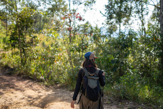 Hiking adventure through lush forest trails nature exploration outdoor experience serene environment scenic viewpoint
