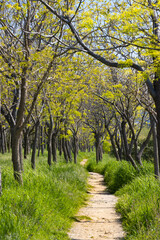 Fototapeta premium A sunny dirt path through a lush green forest leading to a calm lake with long tree shadows on the ground.