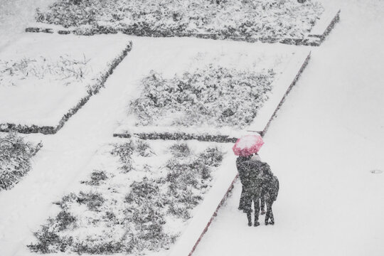View of a tranquil winter scene unfolds with snow-laden gardens, where two figures huddle under a vibrant pink umbrella, braving the heavy snowfall, Tallinn, Estonia.