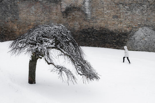 View of a snow-laden weeping tree stands starkly against an ancient stone wall as a lone figure trudges through the pristine white landscape, Tallinn, Estonia.