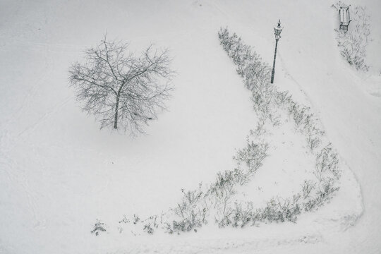 View of a snow-blanketed park scene where a solitary tree and a winding path lined with bushes create a serene winter landscape, Tallinn, Estonia.