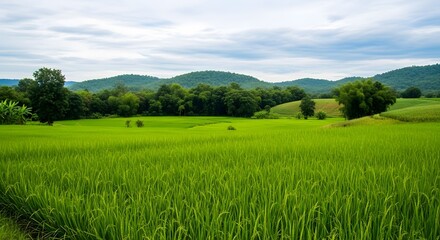 Fototapeta premium Lush green field with rolling hills and trees under cloudy sky
